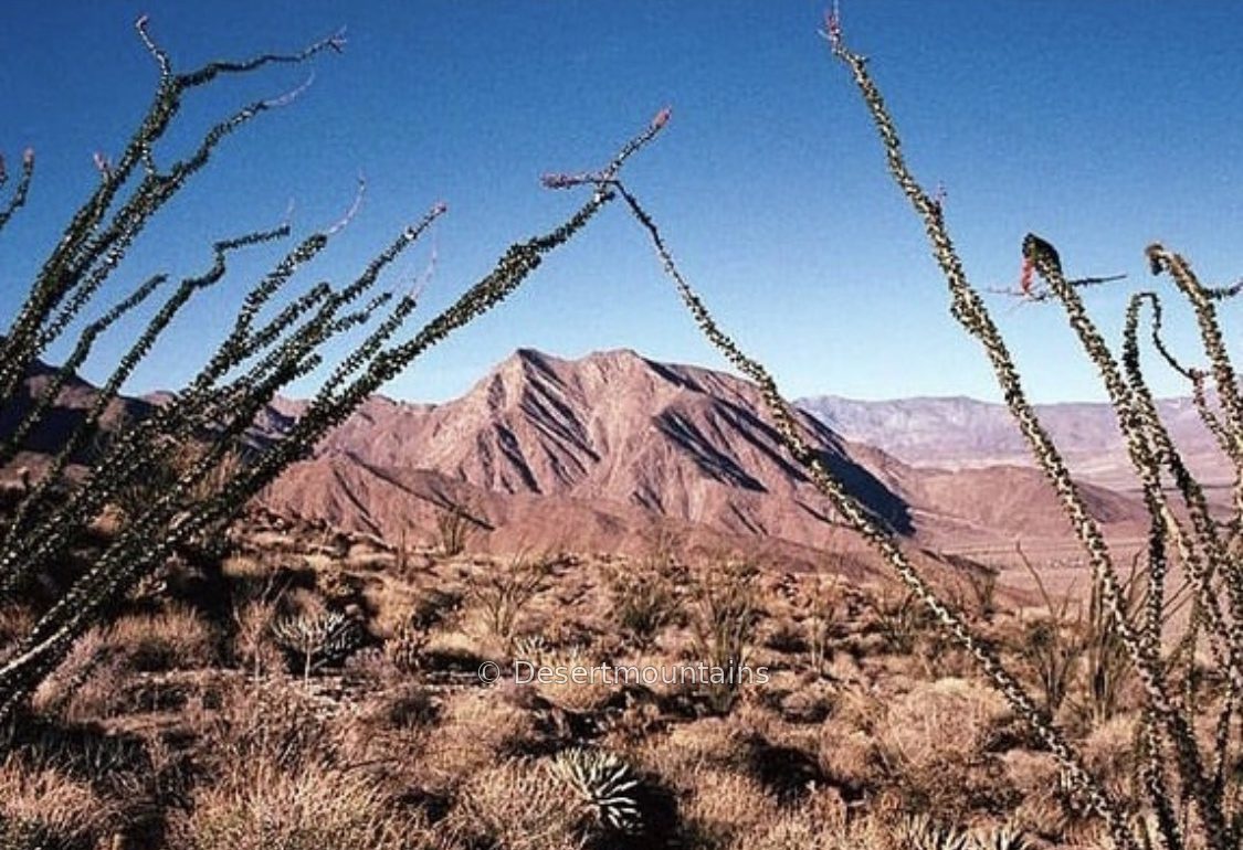 Ocotillo branches frame a sunlit desert mountain beneath a blue sky.
